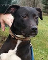Noah-ADOPTED 06.02.13