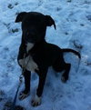 Noah-ADOPTED 06.02.13