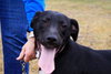 Noah-ADOPTED 06.02.13
