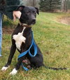 Noah-ADOPTED 06.02.13