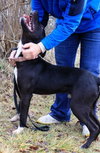 Noah-ADOPTED 06.02.13