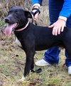 Noah-ADOPTED 06.02.13