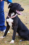 Noah-ADOPTED 06.02.13