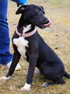 Noah-ADOPTED 06.02.13