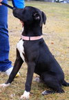 Noah-ADOPTED 06.02.13