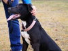 Noah-ADOPTED 06.02.13