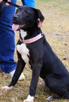 Noah-ADOPTED 06.02.13