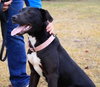 Noah-ADOPTED 06.02.13