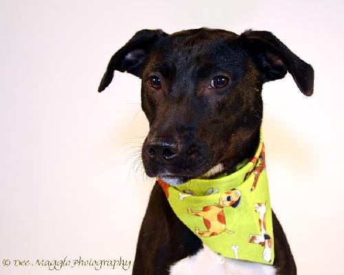 Noah-ADOPTED 06.02.13