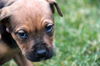 Qg Litter Alma - ADOPTED 02.10.13