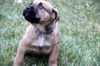 Qg Litter Sarge - ADOPTED 01.30.13