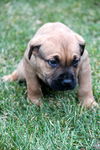 Qg Litter Sarge - ADOPTED 01.30.13