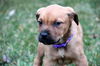 Qg Litter Rosalie - ADOPTED 02.02.13