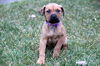 Qg Litter Rosalie - ADOPTED 02.02.13