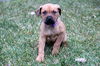 Qg Litter Rosalie - ADOPTED 02.02.13