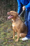 Amore-ADOPTED 04.14.13