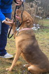 Amore-ADOPTED 04.14.13