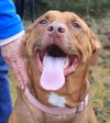 Amore-ADOPTED 04.14.13
