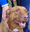 Amore-ADOPTED 04.14.13