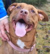 Amore-ADOPTED 04.14.13