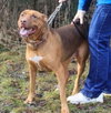 Amore-ADOPTED 04.14.13