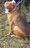 Amore-ADOPTED 04.14.13