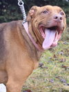 Amore-ADOPTED 04.14.13