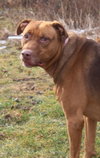 Amore-ADOPTED 04.14.13