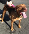 Amore-ADOPTED 04.14.13