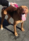 Amore-ADOPTED 04.14.13
