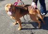 Amore-ADOPTED 04.14.13
