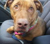 Amore-ADOPTED 04.14.13