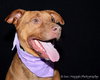 Amore-ADOPTED 04.14.13