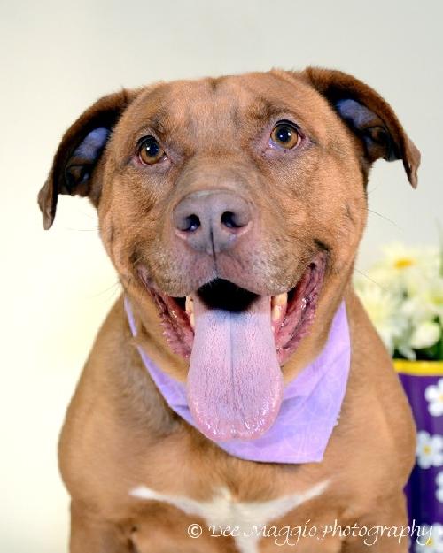 Amore-ADOPTED 04.14.13