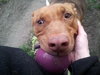 Amore-ADOPTED 04.14.13