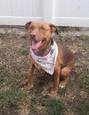 Amore-ADOPTED 04.14.13