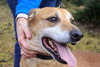 CrackerJack-ADOPTED 05.18.13