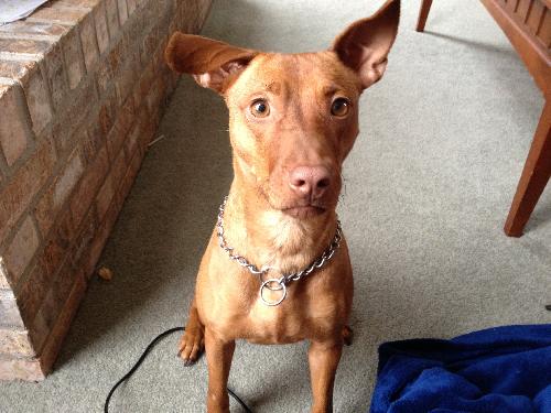 Rumor-ADOPTED 01.27.13