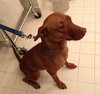 Rumor-ADOPTED 01.27.13
