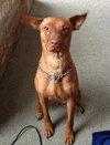 Rumor-ADOPTED 01.27.13