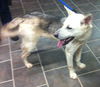 Nevada-ADOPTED 03.15.13