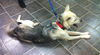Nevada-ADOPTED 03.15.13