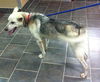 Nevada-ADOPTED 03.15.13