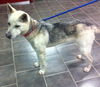 Nevada-ADOPTED 03.15.13
