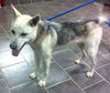 Nevada-ADOPTED 03.15.13