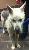 Nevada-ADOPTED 03.15.13