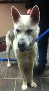 Nevada-ADOPTED 03.15.13