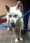 Nevada-ADOPTED 03.15.13