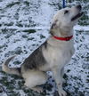 Nevada-ADOPTED 03.15.13