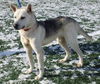 Nevada-ADOPTED 03.15.13